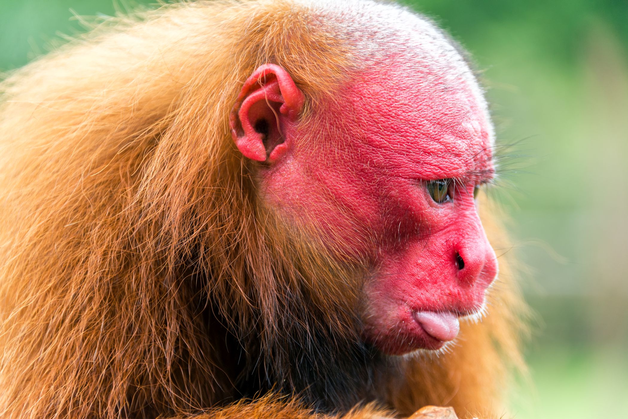 Kalju-uakari