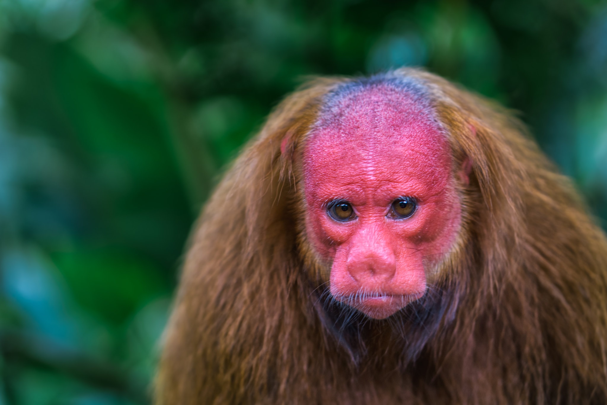 Kalju-uakari
